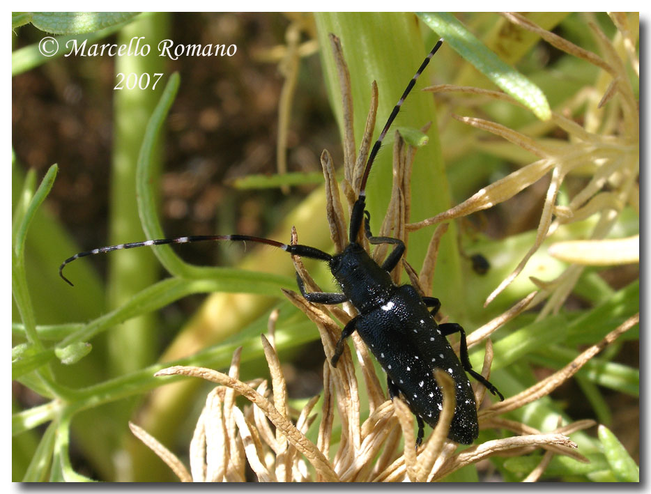 Agapanthia irrorata